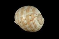 藏品(中華鶉螺)的圖片